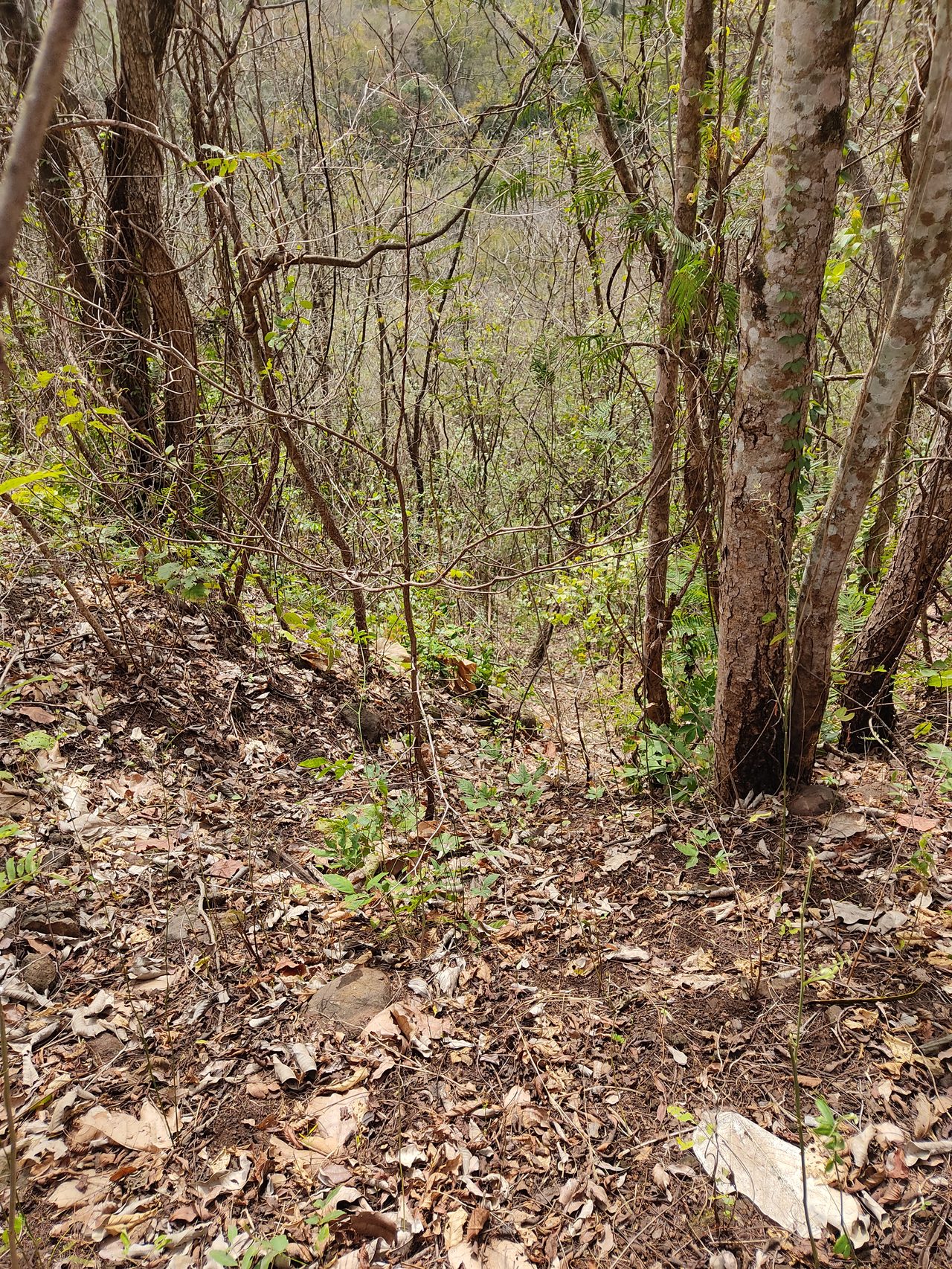 Mapeamento de uso do solo para autorização de supressão vegetal em imóvel rural no MS
